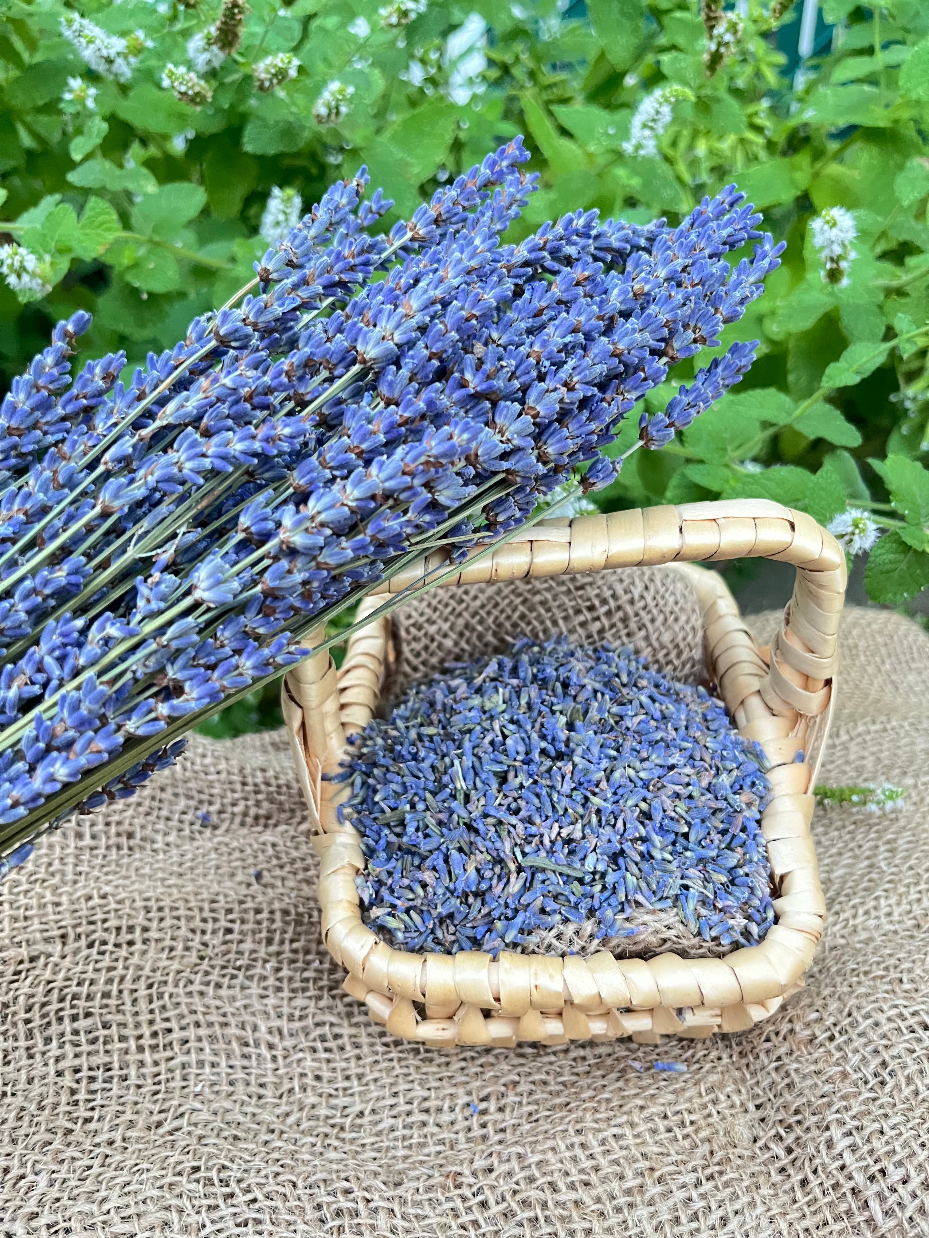 Serene Lavender