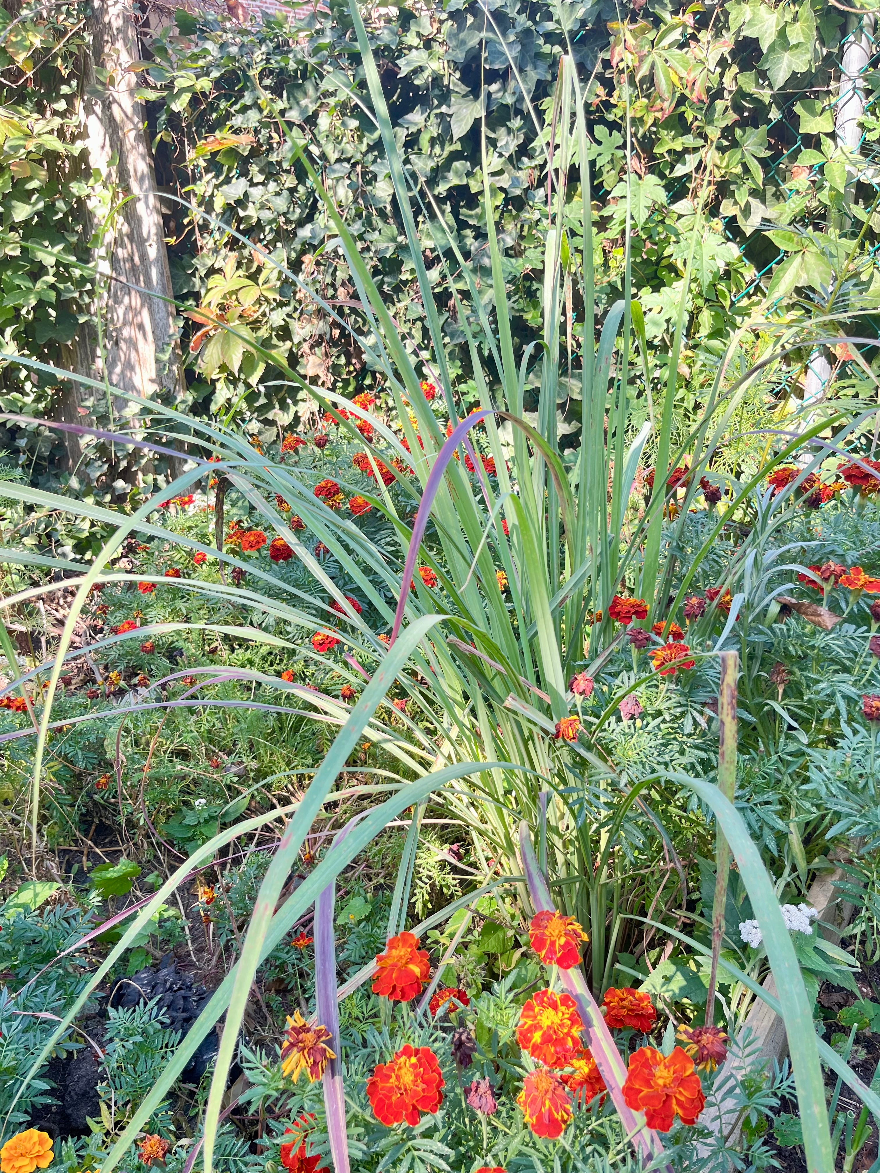 Emerald Lemongrass